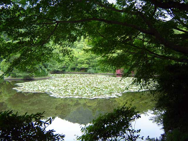 ryoanji1.jpg