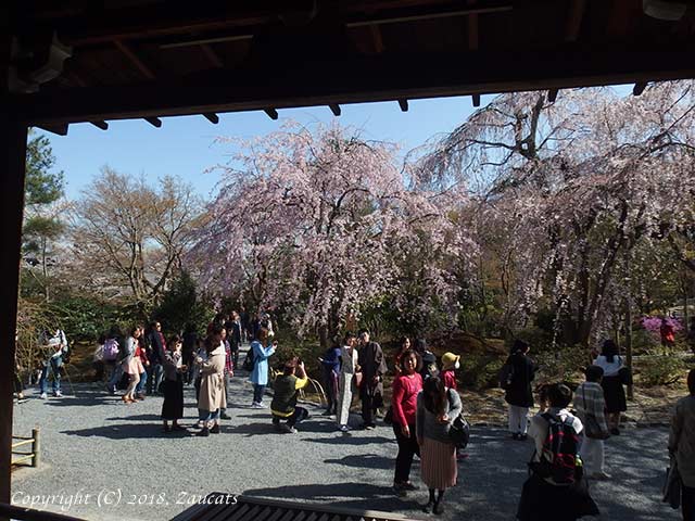 tenryuji41.jpg