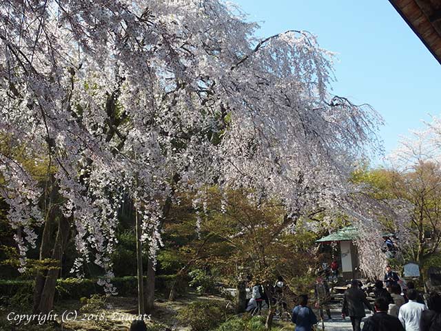 tenryuji41.jpg