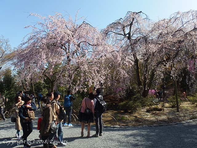 tenryuji51.jpg