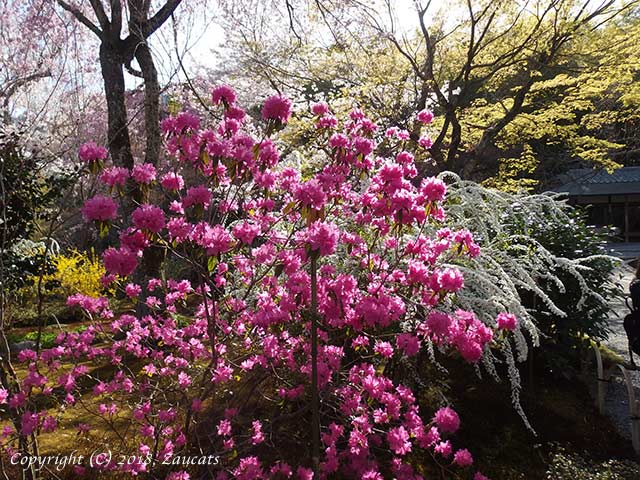 tenryuji51.jpg