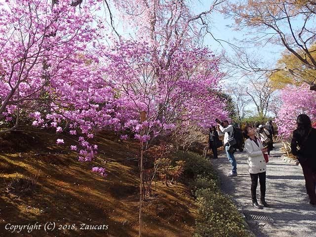 tenryuji51.jpg