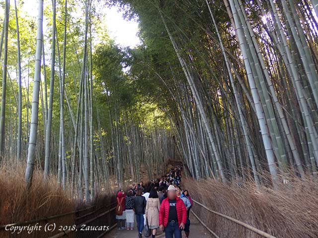 tenryuji51.jpg