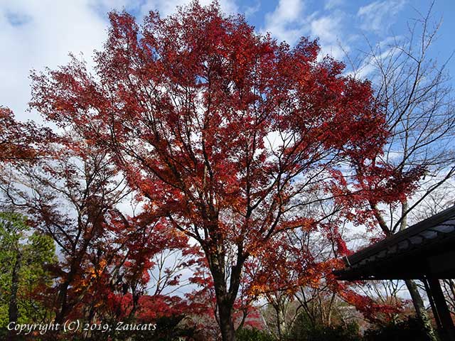 tenryuji61.jpg