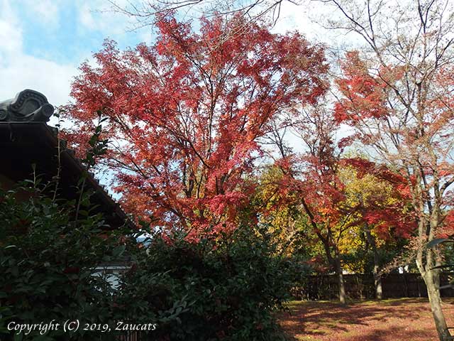 tenryuji61.jpg