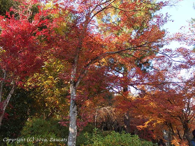 tenryuji61.jpg