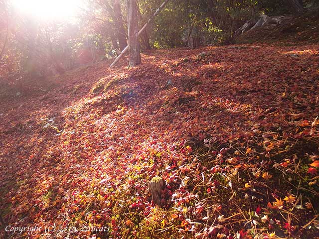 tenryuji61.jpg