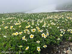 hakuba25-top.jpg