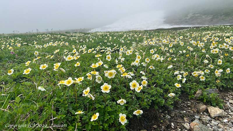 hakuba251.jpg