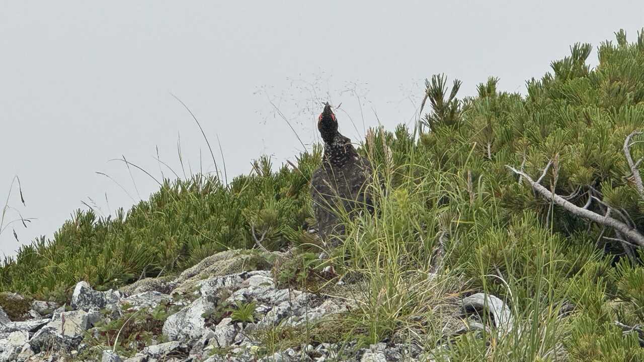 hakuba3zan-2.jpg