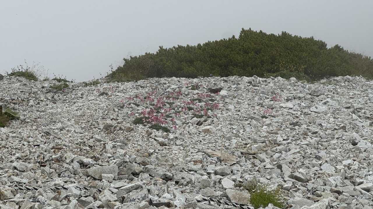 hakuba3zan-2.jpg