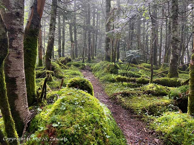 yatsugatake331.jpg