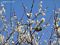 blossom2007021-s.jpg