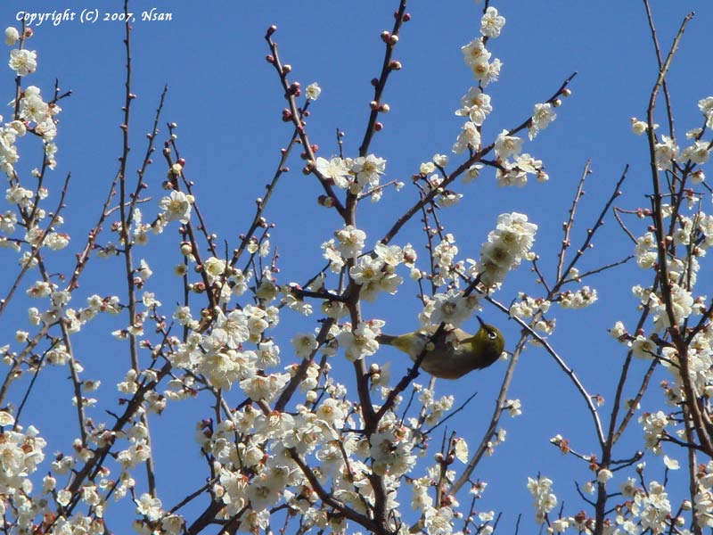 blossom2007021.jpg