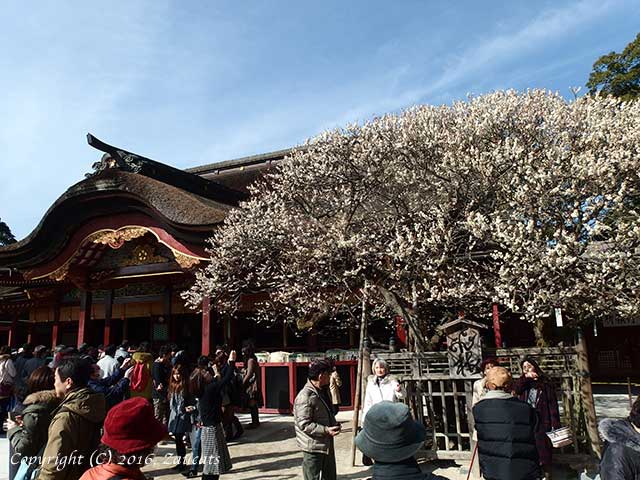 dazaifu11.jpg