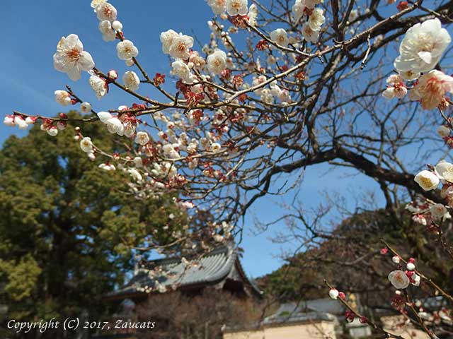 dazaifu_ume11.jpg