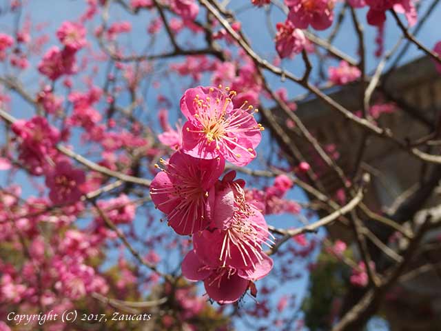 dazaifu_ume11.jpg