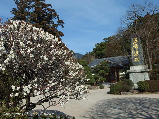 dazaifu_ume11.jpg