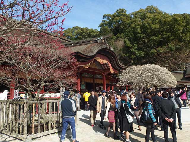 dazaifu_ume11.jpg