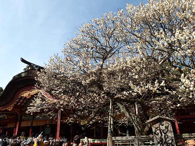 dazaifu_ume11.jpg