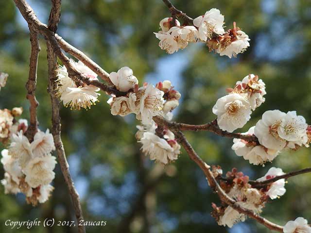 dazaifu_ume11.jpg