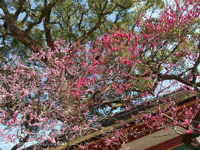 dazaifu_ume11.jpg