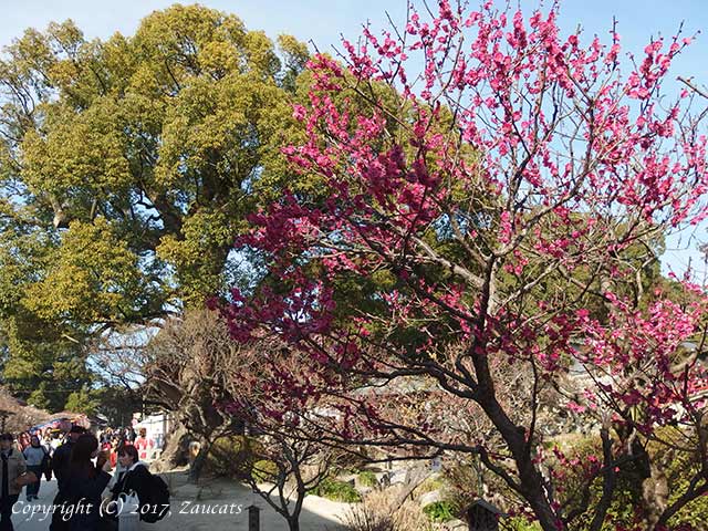 dazaifu_ume11.jpg