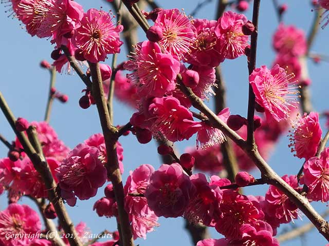 dazaifu_ume11.jpg