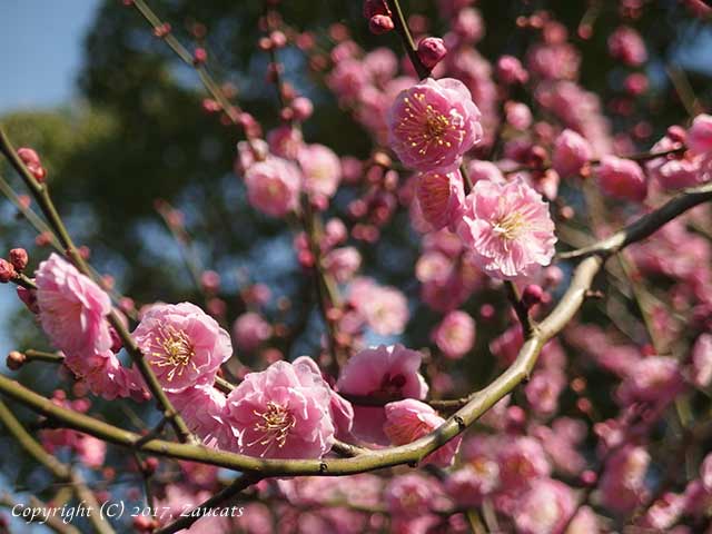 dazaifu_ume11.jpg