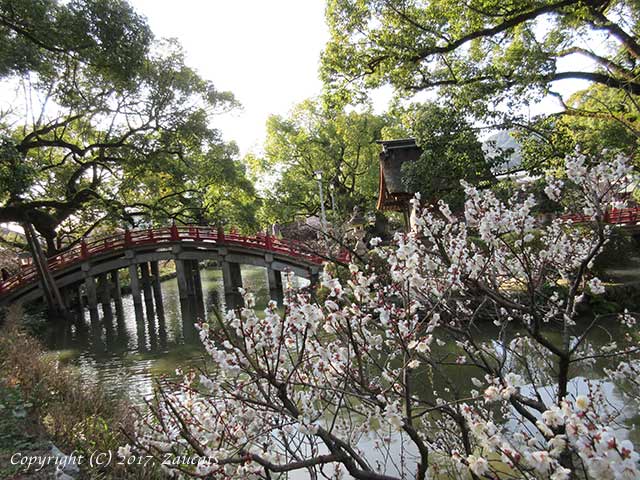 dazaifu_ume11.jpg