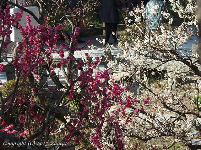 dazaifu_ume11.jpg