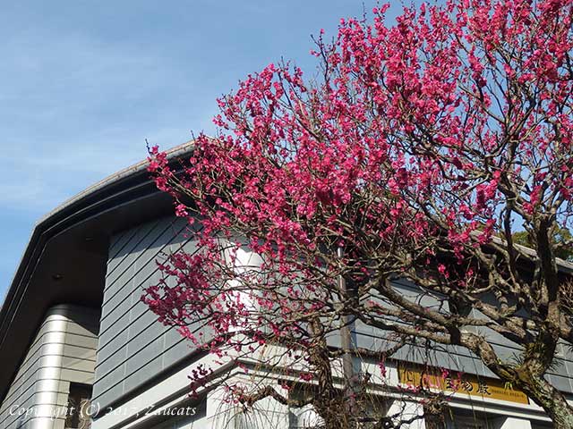 dazaifu_ume11.jpg