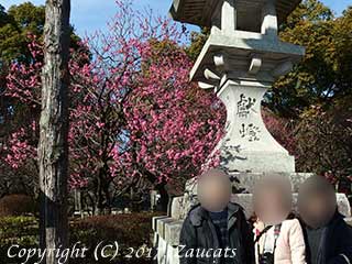 dazaifu_ume11.jpg