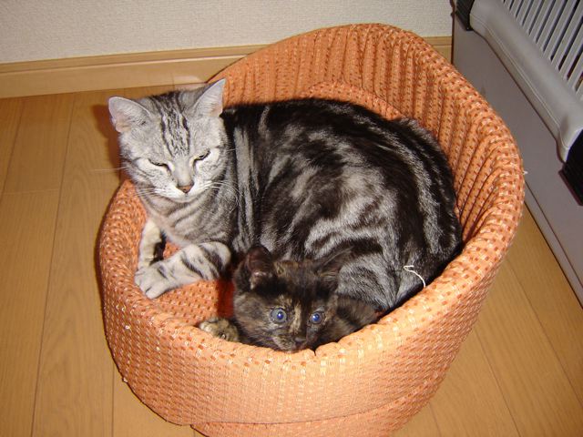 choko2005101.jpg