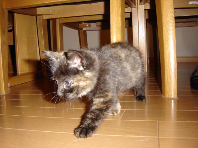 choko2005103.jpg