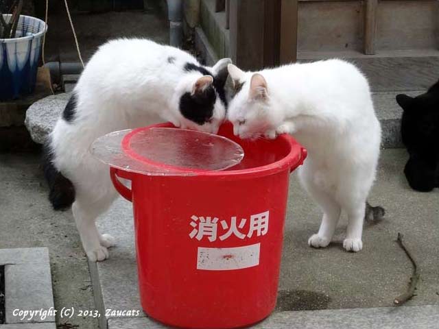 fushimiinari11.jpg