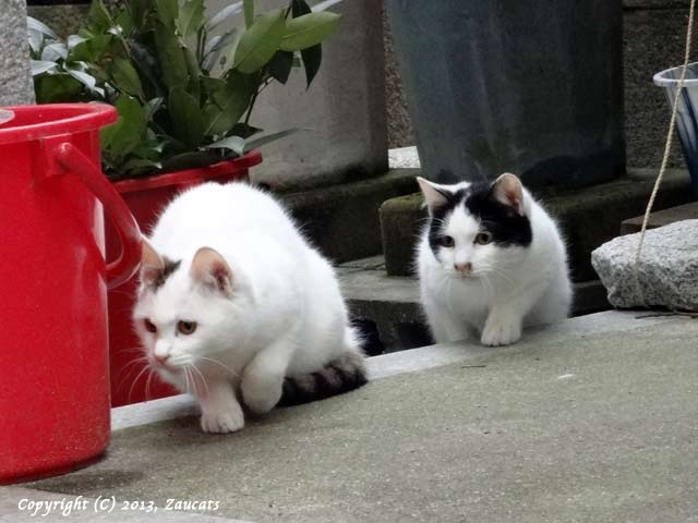 fushimiinari11.jpg